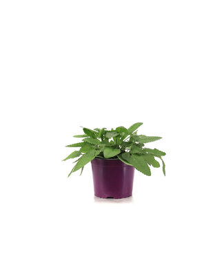 Stachys Hummelo 1 gal