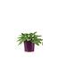 Stachys Hummelo 1 gal