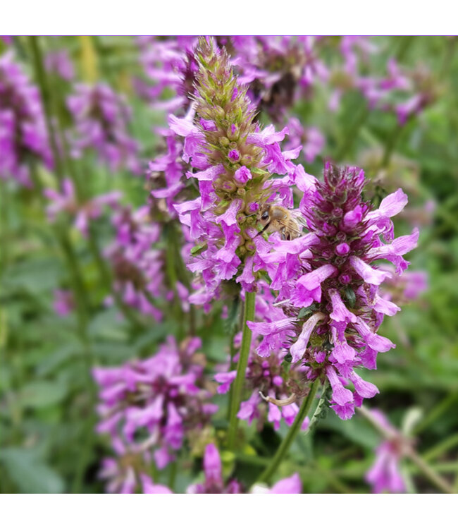 Stachys Hummelo 1 gal | Beauté florale et résilience exceptionnelle