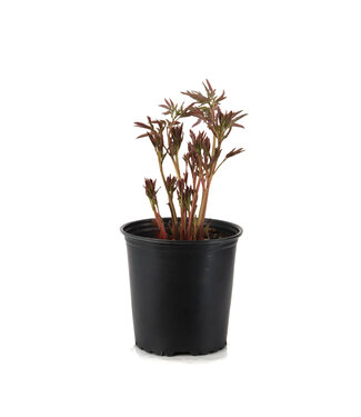 paeonia sarah bernhardt 2gal