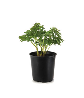 Paeonia Bowl of Beauty 2gal