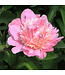 Paeonia Bowl of Beauty 2 gal | Parfum envoûtant bicolore