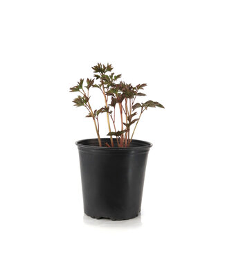Paeonia Barrington Belle 2 gal