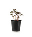 Paeonia Barrington Belle 2 gal | Flamboyante et odorante