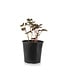 Paeonia Barrington Belle 2 gal