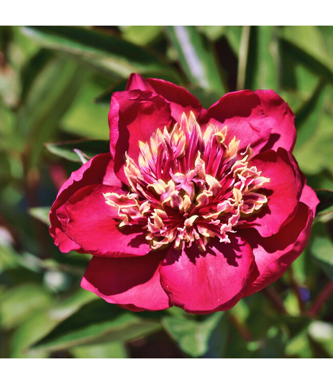Paeonia Barrington Belle 2 gal | Flamboyante et odorante