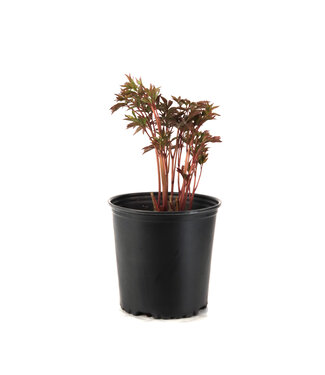 Paeonia Karl Rosenfield 2gal
