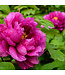 Paeonia Karl Rosenfield 2gal | Sublime rouge carmin pour le jardin
