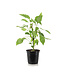 Piment  Mini Orange Pillar 5 po