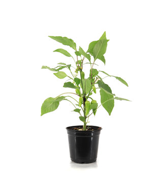 Piment  Mini Rouge Pillar 5 po