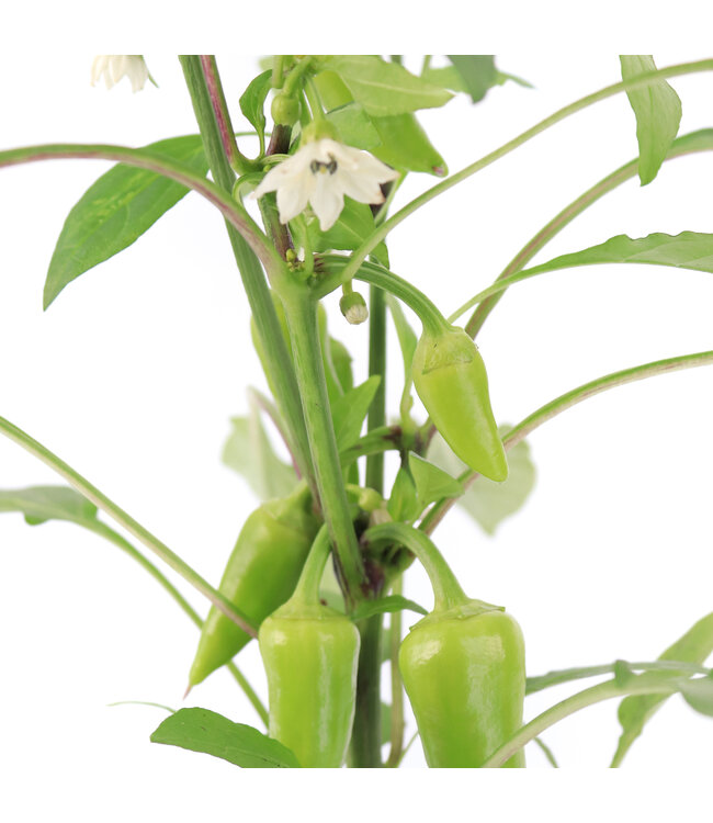 Piment  Mini Rouge Pillar 5 po | Délice éclatant