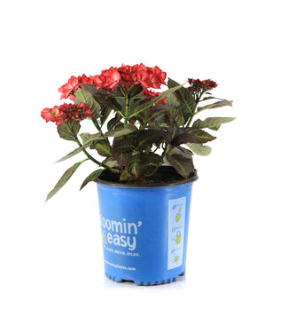 Hydrangea Kimono 2 gal