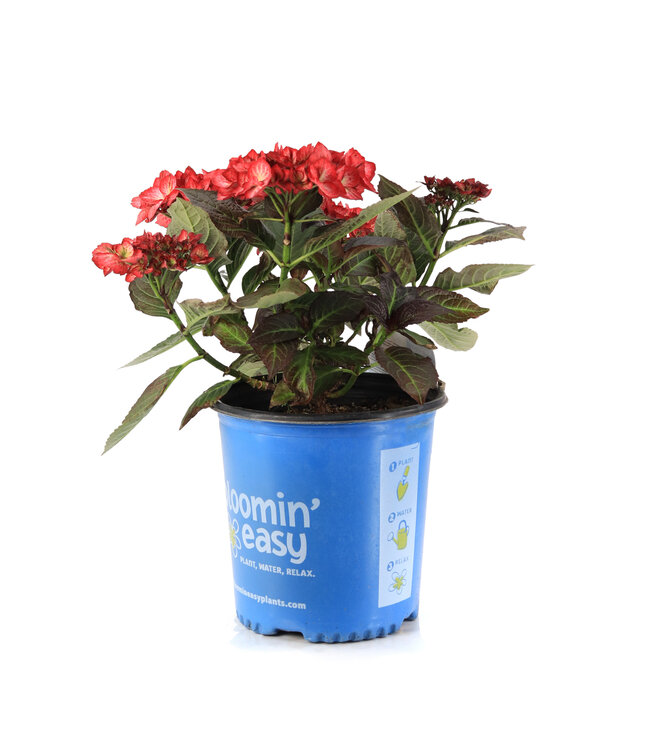 Hydrangea Kimono 2 gal | Floraison remontante et bicolore