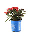 Hydrangea Kimono 2 gal | Floraison remontante et bicolore