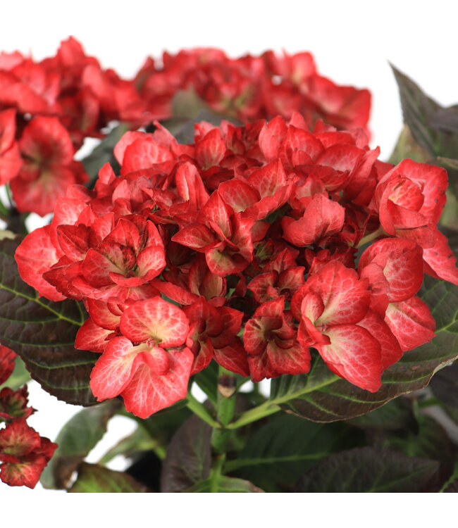 Hydrangea Kimono 2 gal | Floraison remontante et bicolore