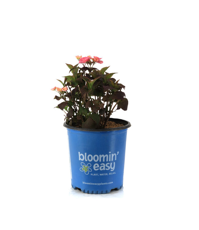 Hydrangea Pink Dynamo 2 gal | Explosion de couleurs pour votre jardin