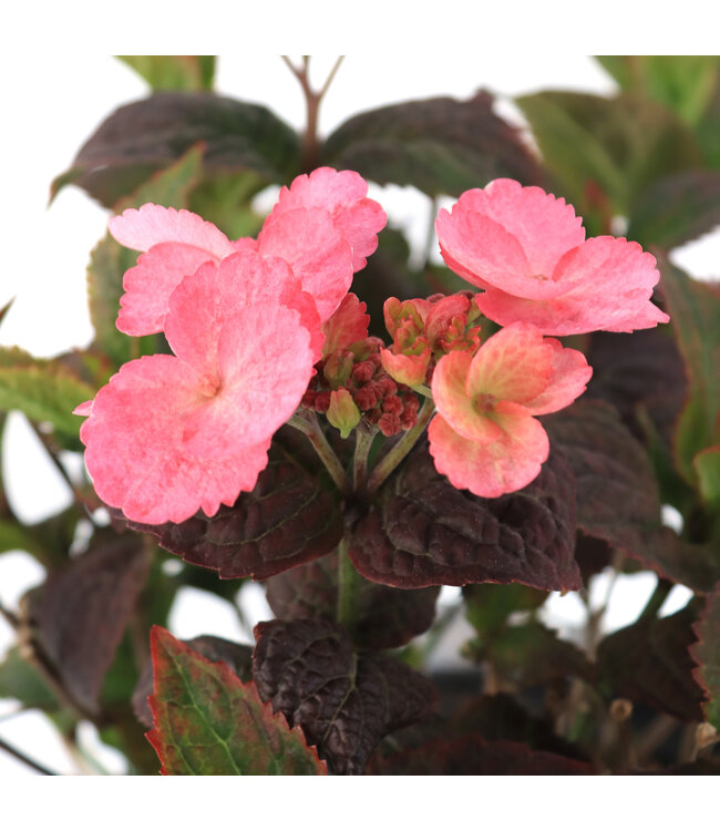 Hydrangea Pink Dynamo 2 gal | Explosion de couleurs pour votre jardin
