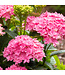 Hydrangea Starfield 2 gal | Une galaxie de fleurs dans votre jardin