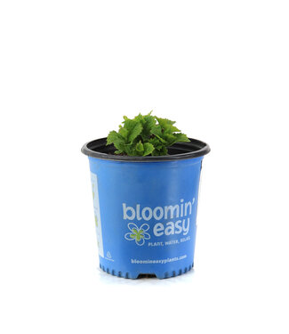 Hydrangea Starfield 2 gal