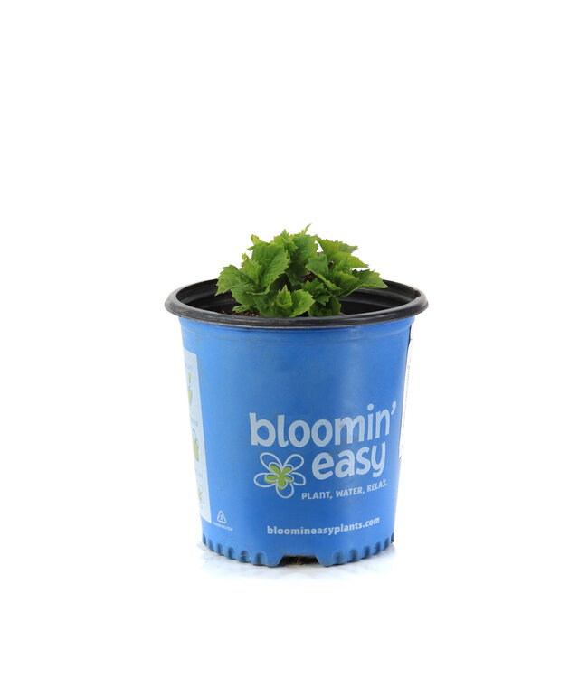 Hydrangea Starfield 2 gal | Une galaxie de fleurs dans votre jardin