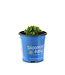Hydrangea Starfield 2 gal | Une galaxie de fleurs dans votre jardin