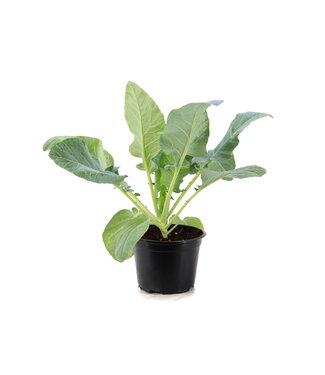 Chou-fleur Multi-head 6 po