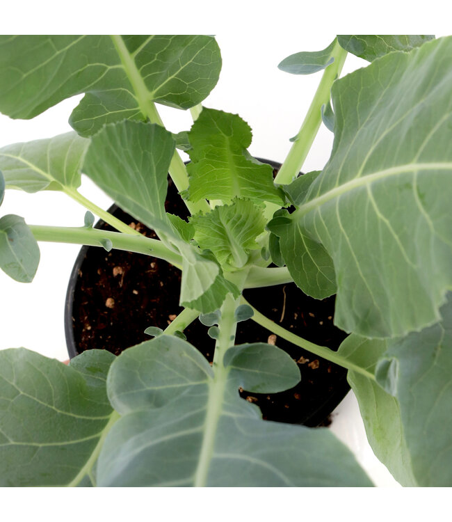 Chou-fleur Multi-head 6 po | Récolte abondante et polyvalente