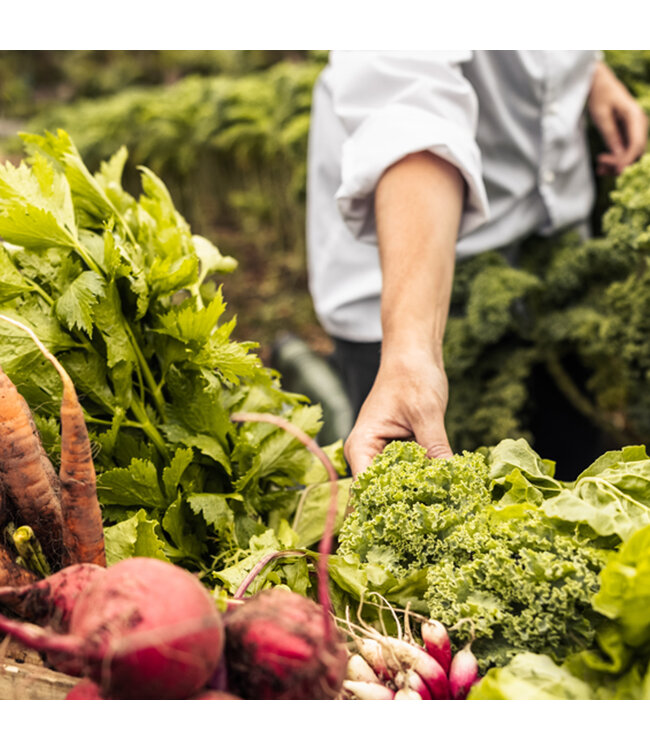 Variété de plants de légumes 12 cm | Remplissez votre potager!