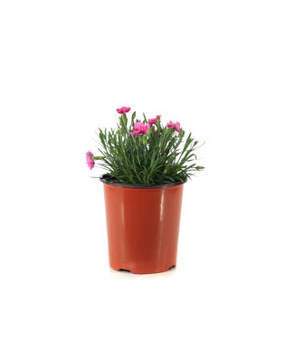 Dianthus Everlas Orchid 1gal