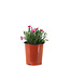 Dianthus Everlas Orchid 1gal | Floraison prolongée et parfum envoûtant