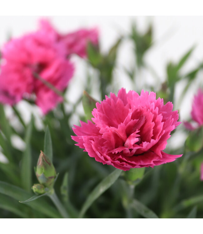 Dianthus Everlas Orchid 1gal | Floraison prolongée et parfum envoûtant