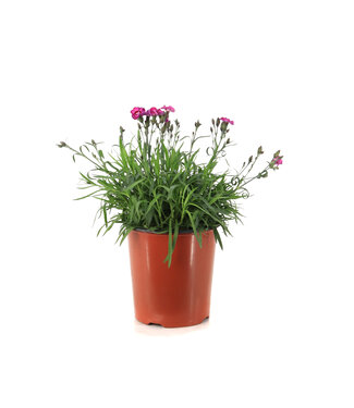 Dianthus everlast Violet Blue 1 gal