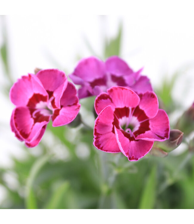 Dianthus everlast Violet Blue 1 gal | Floraison prolongée et odorante