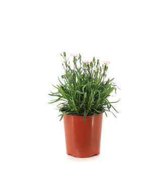 Dianthus Everlast  Cherry Swirl 1 gal