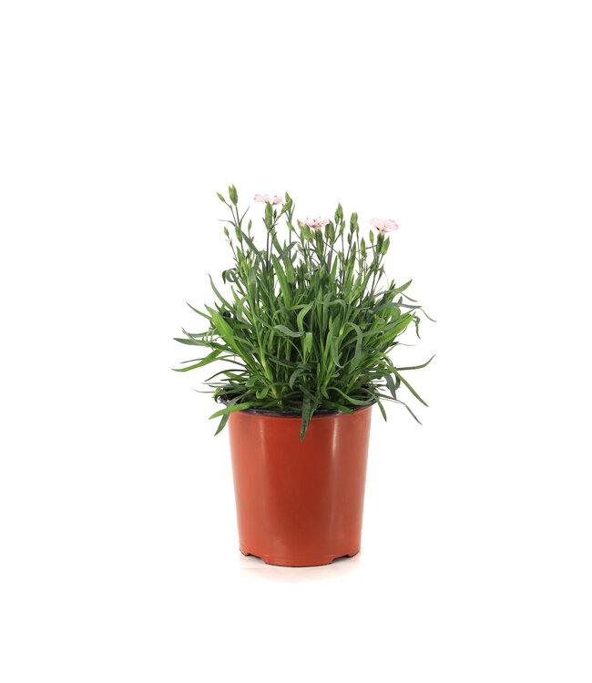 Dianthus Everlast  Cherry Swirl 1 gal | Odorante et magnifique