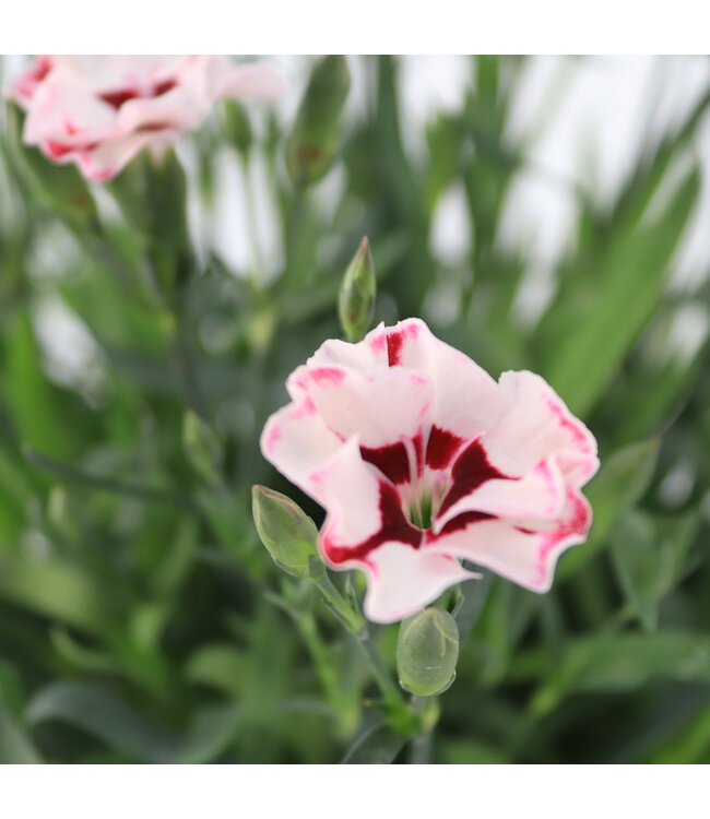 Dianthus Everlast  Cherry Swirl 1 gal | Odorante et magnifique