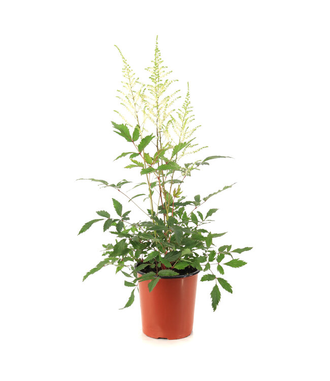 Astilbe Younique White 1gal | Éclat florale pour zones ombragées