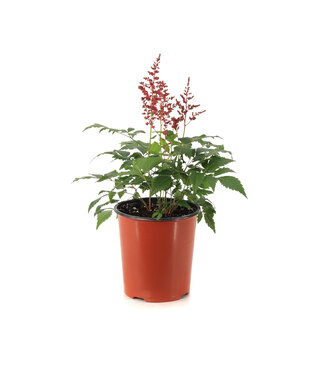 Astilbe Younique Ruby 1 gal
