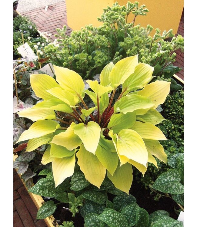 Hosta Fire Island 1gal | Éclat doré pour jardins ombragés