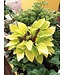 Hosta Fire Island 1gal | Éclat doré pour jardins ombragés
