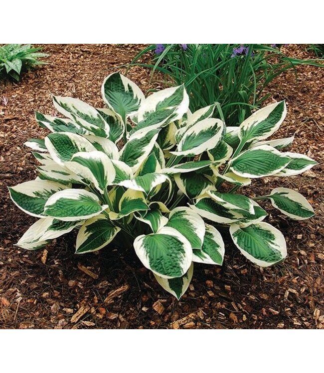 Hosta Patriot 1gal | Élégance panachée pour jardins ombragés