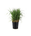 Calamagrostis Karl Foerster 2 gal