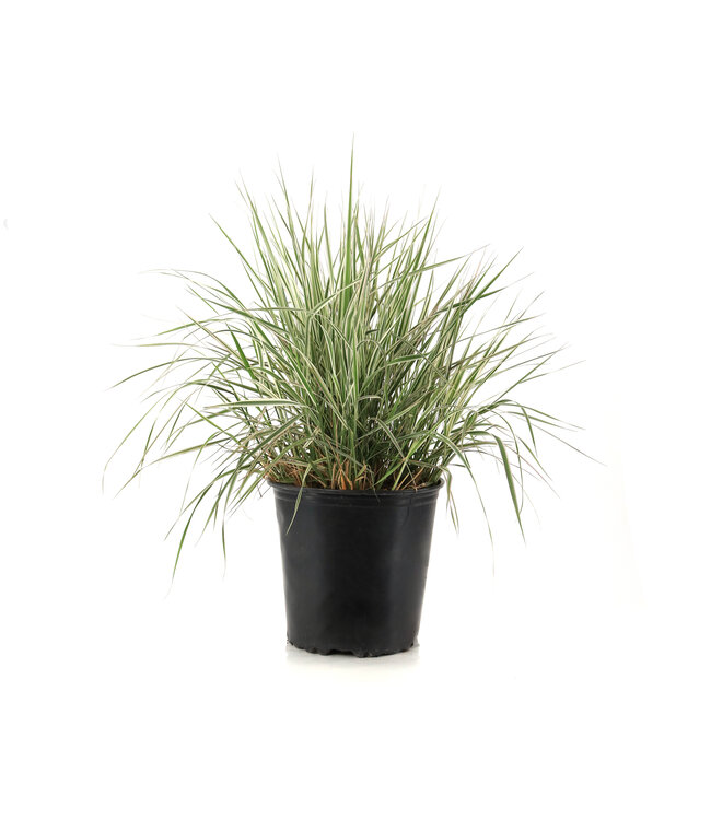 Calamagrostis Overdam 2 gal | Graminée panachée éclatante & épis vert‑bronze en été