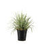 Calamagrostis Overdam 2 gal | Graminée panachée éclatante & épis vert‑bronze en été