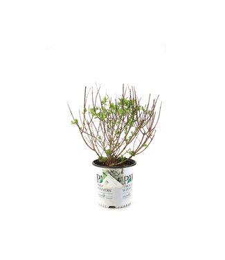 Hydrangea Bobo 2gal