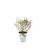 Hydrangea Bobo 2gal