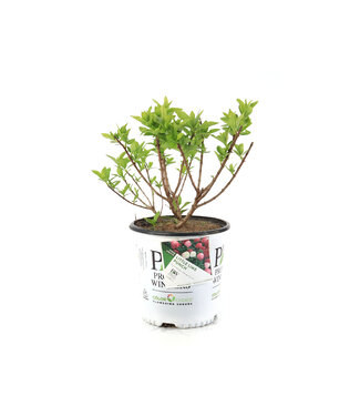Hydrangea Little Lime Punch 2 gal