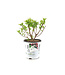 Hydrangea Little Lime Punch 2 gal