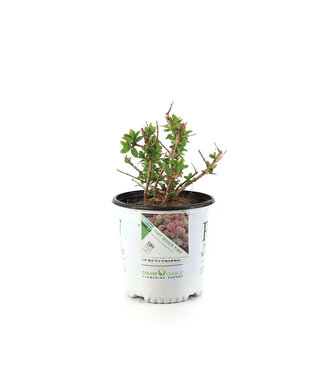 Hydrangea Quick Fire Fab  2 gal