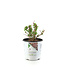 Hydrangea Quick Fire Fab  2 gal